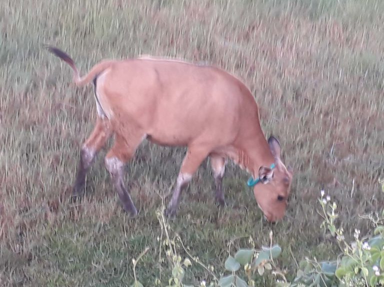 Tantangan Menuntaskan Virus PMK
