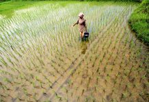 Konsolidasi Lahan dan Kepemilikan Saham Hilirisasi Petani