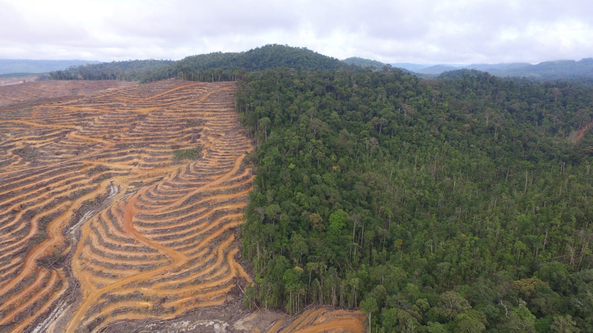 Deforestasi Merusak Hutan Kalimantan GEOTIMES