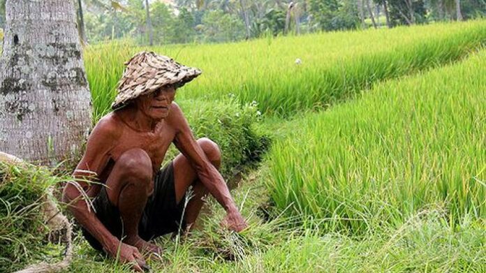 Petani Indonesia Terancam Punah, Generasi Muda Ayo Bertani!
