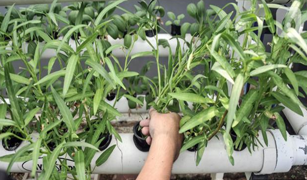 geotimes - Starting at Home How Young People Can Build Food Independence